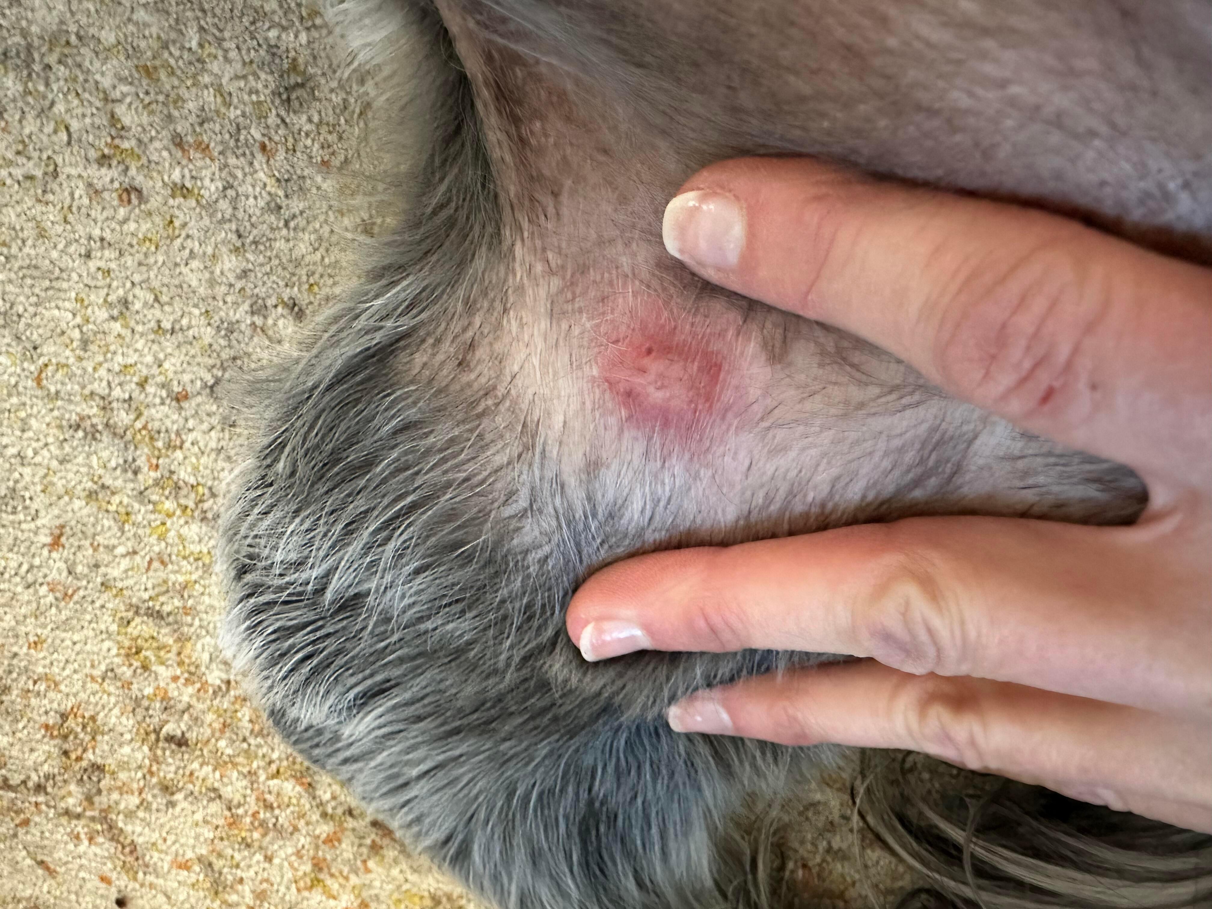 Red Rash On Inner Thigh Near Dogs Leg - Infoupdate.org